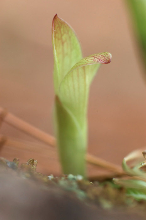 Baby Plant