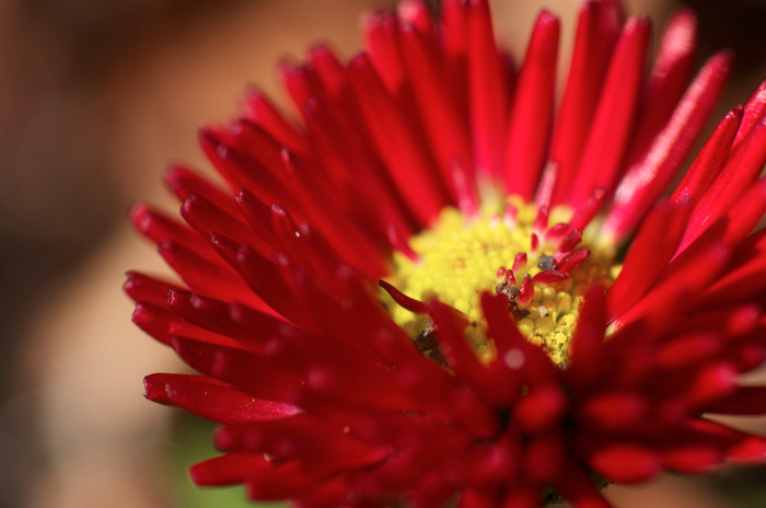 Red Flower