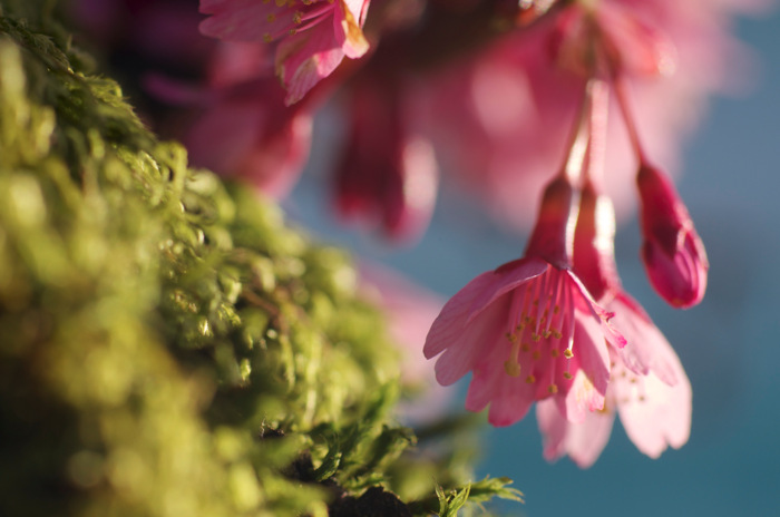 Spring Blossoms