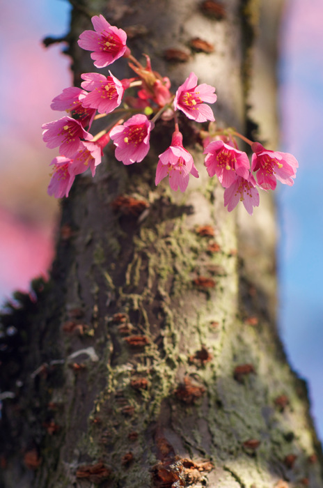 Spring Blossoms