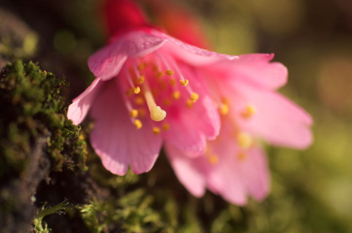 Spring Blossoms