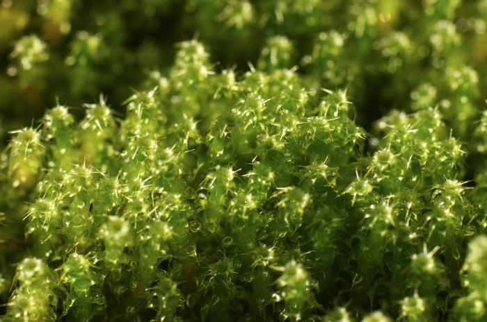 Moss