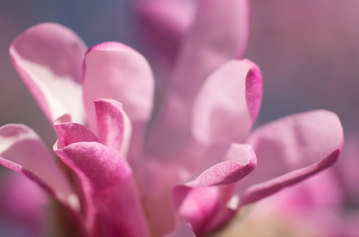 Magnolia