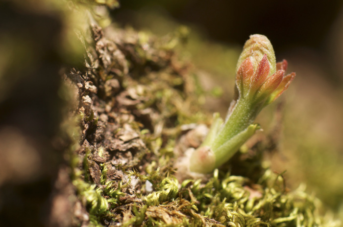 Sprout