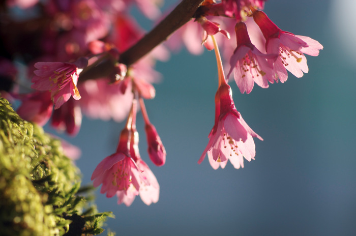 Cherry Blossoms