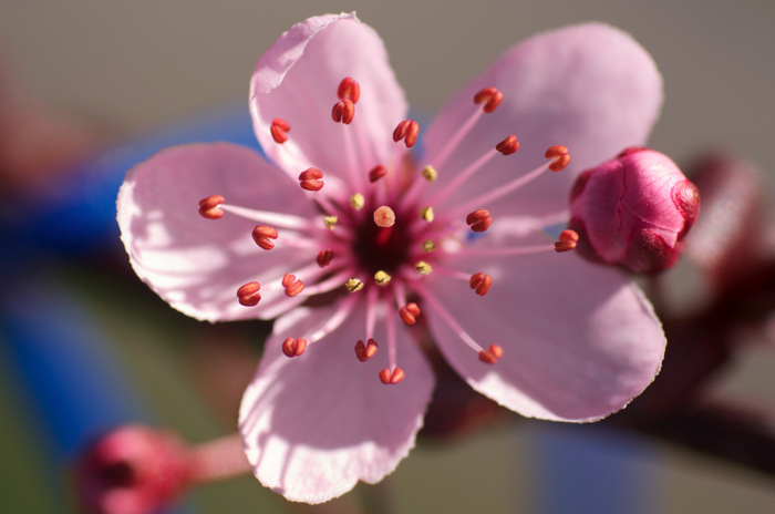 Cherry Blossom
