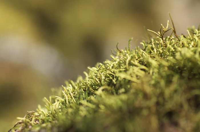 Moss