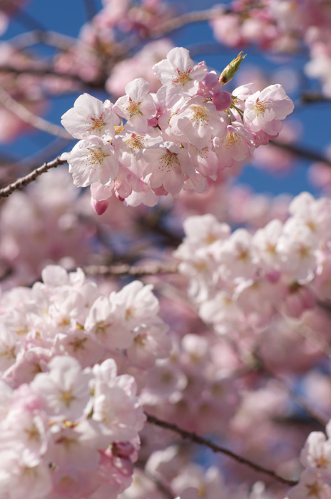 Pinkish Flowers