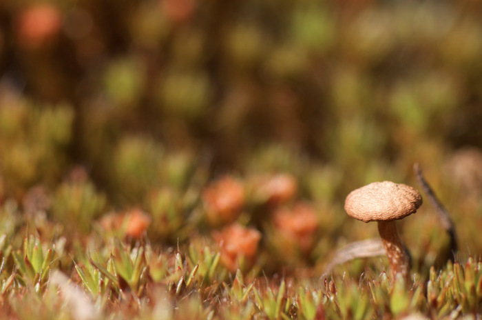 Moss
