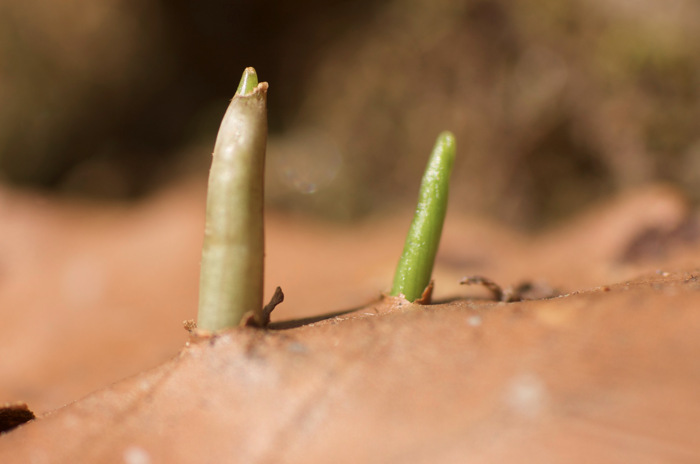Baby Plants