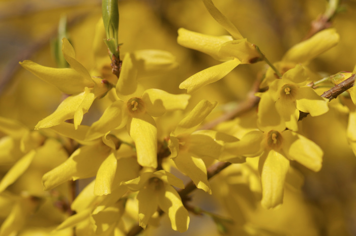 Yellow Flowers