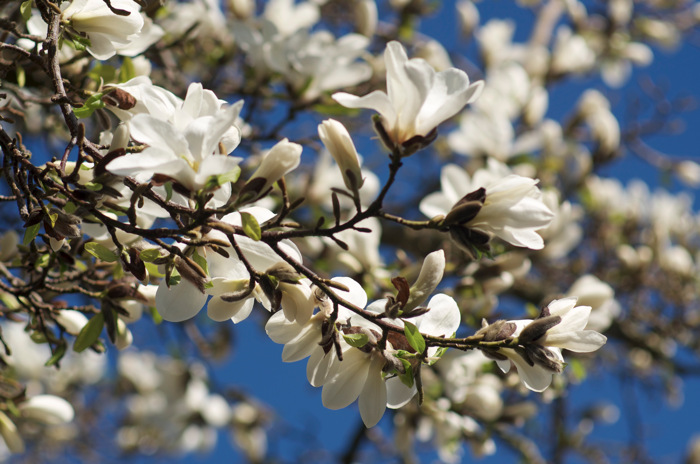 Magnolias