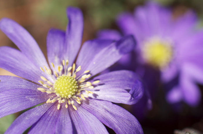 Blue Flowers
