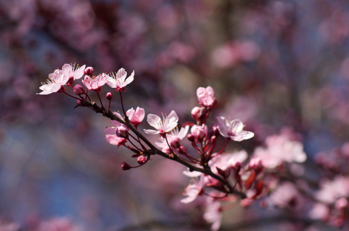 Cherry Blossoms