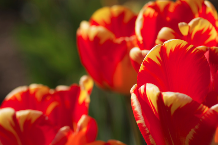 Tulips