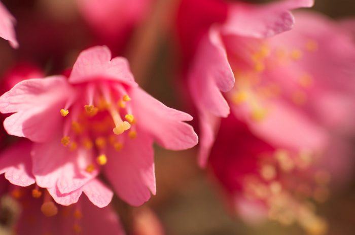 Cherry Blossoms