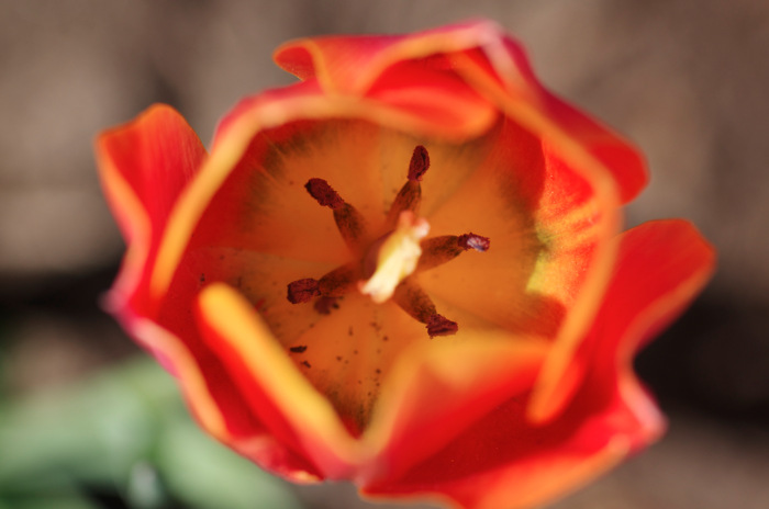 Tulip