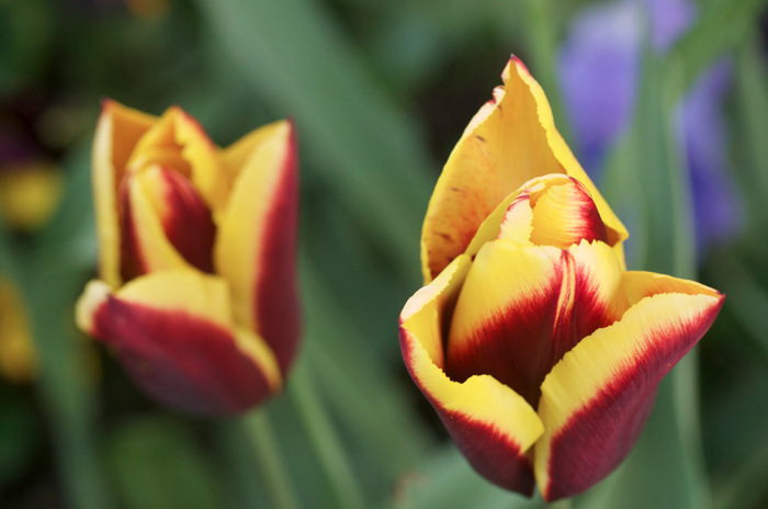 Tulips
