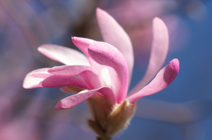 Magnolia