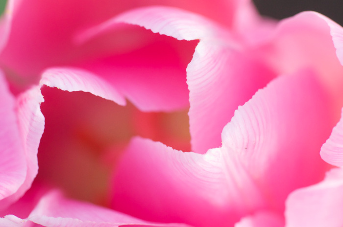 Tulip Petals