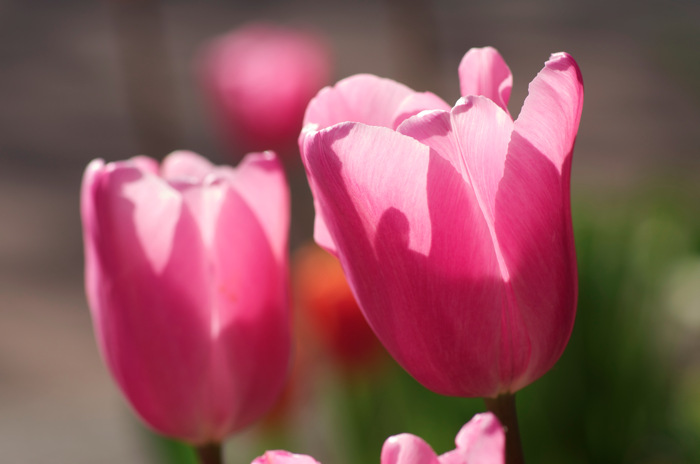 Tulips