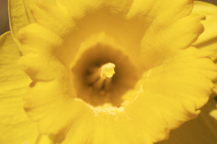 Daffodil