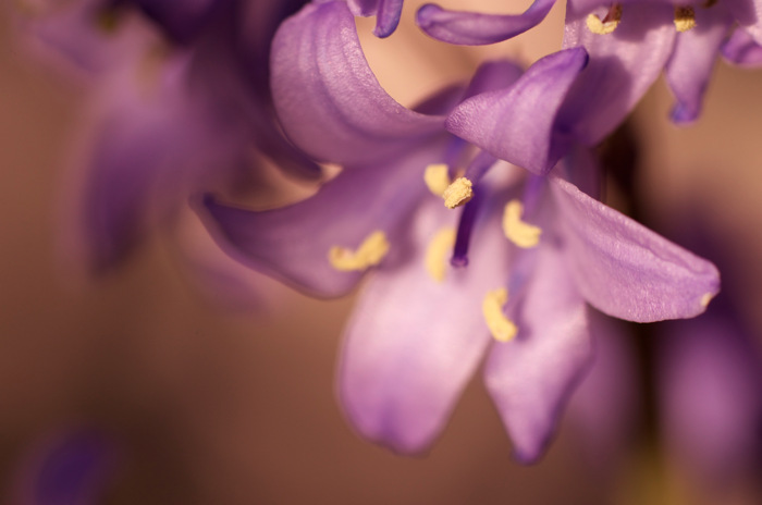 Purple Flower