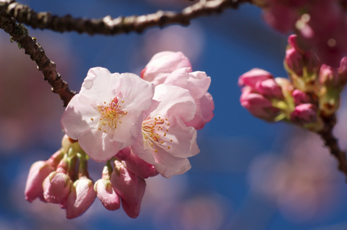 Pinkish Flowers