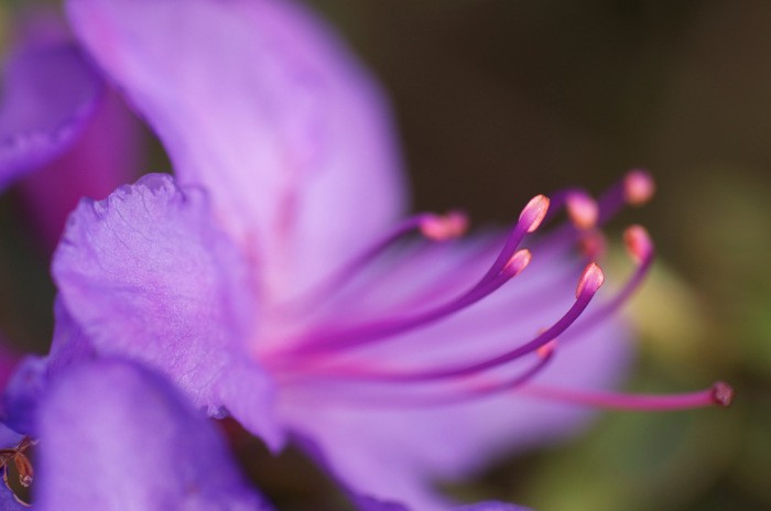 Blue Flower