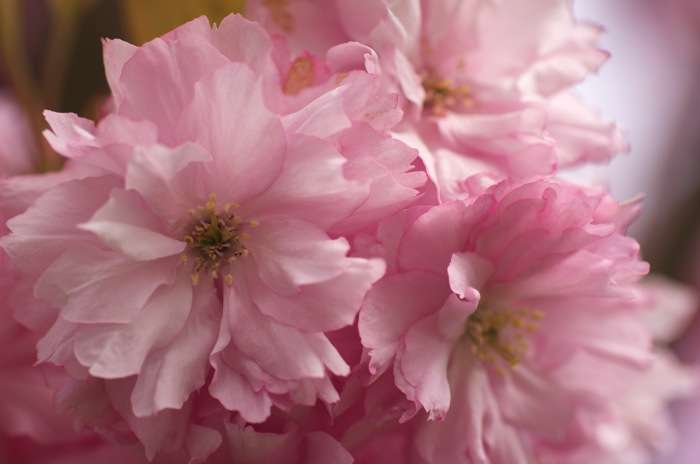 Pinkish Flowers