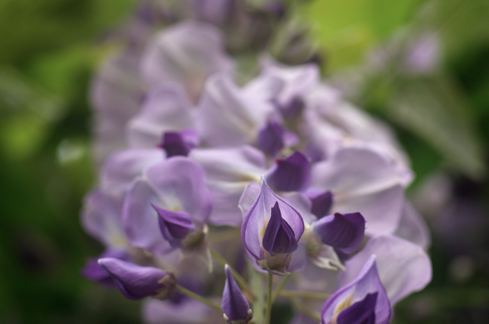 Purple Flowers