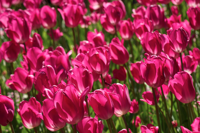 Tulips