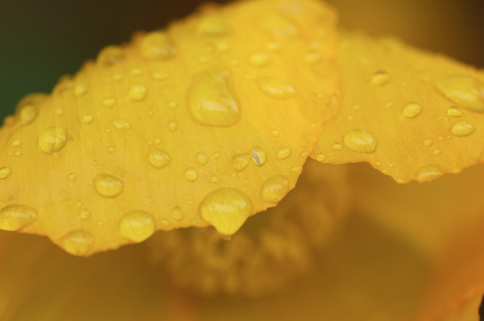 Yellow Flower