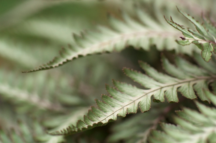 Fern