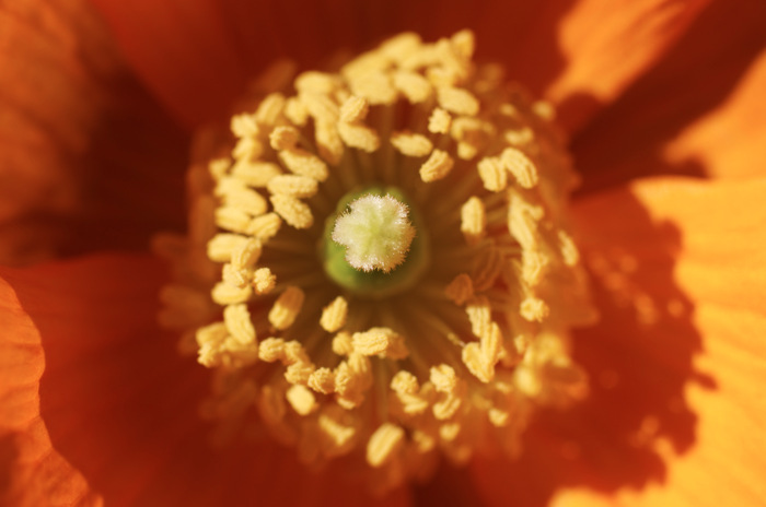 Orange Flower