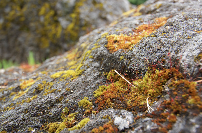 Mossy Rock