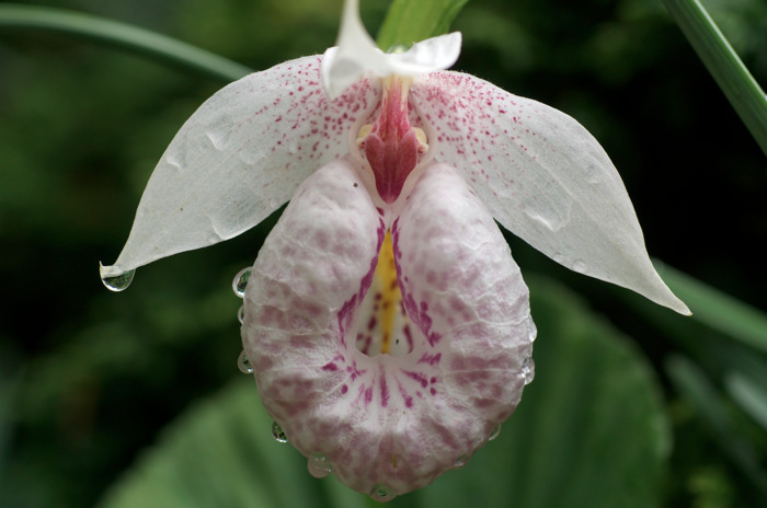 Formosan Lady's Slipper