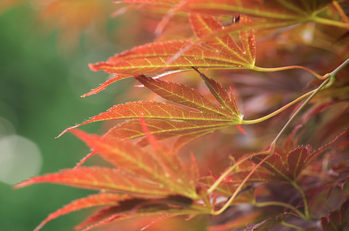 Japanese Maple