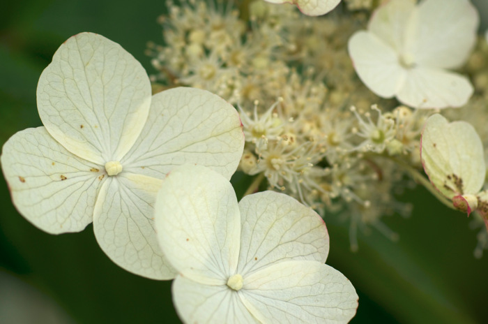 White Flowers