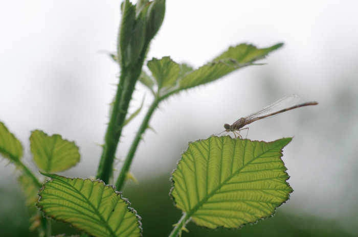 Damselfly