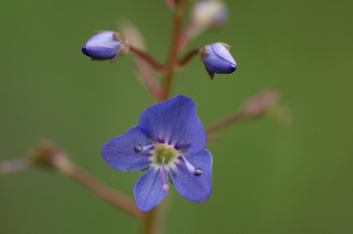 Tiny Blue Flowers