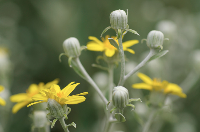 Yellow Flowers