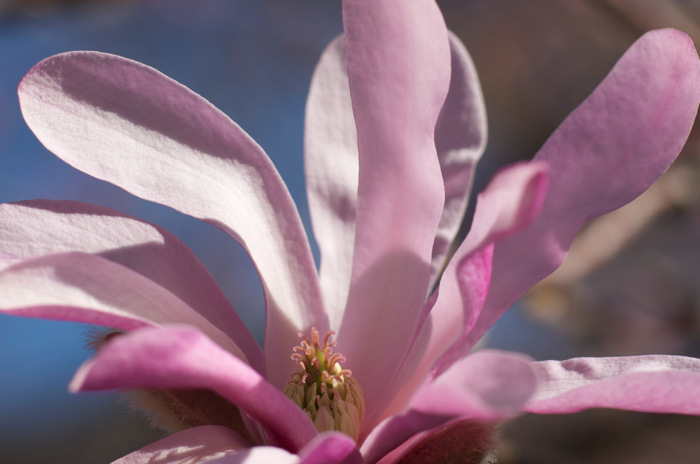 Magnolia