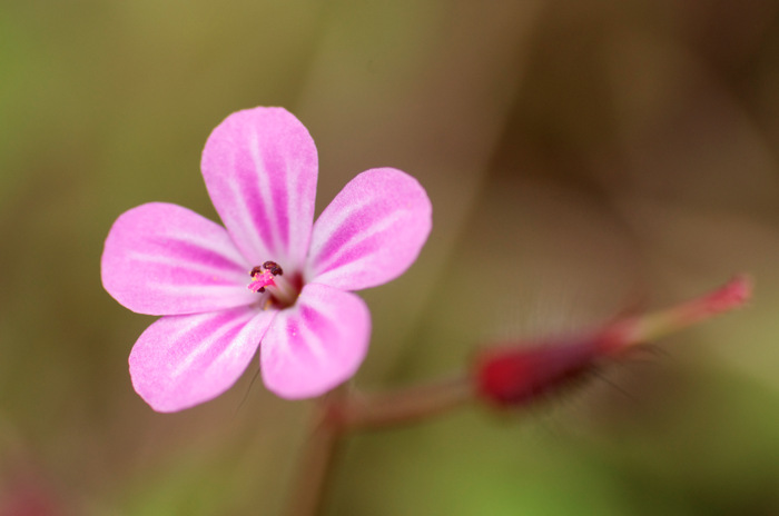 Pink Flower