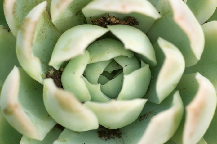 Succulent Plant
