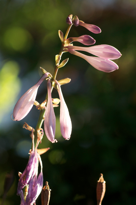 Purple Flowers