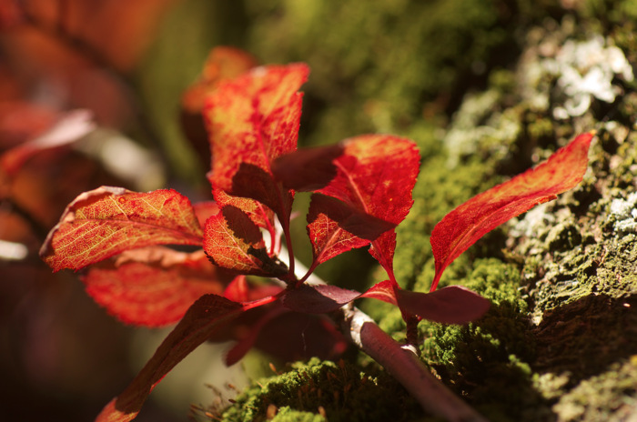 Red Leaves