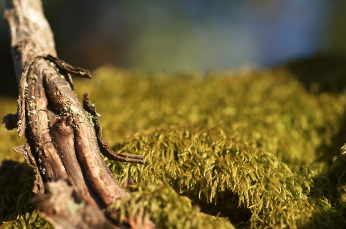 Mossy Branch