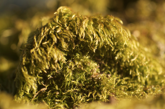 Moss