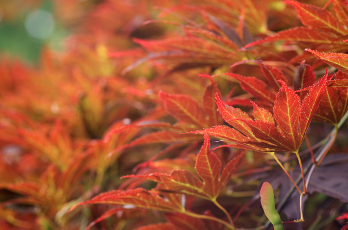 Japanese Maple